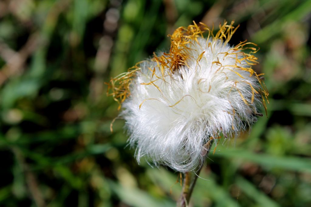 Tussilago farfara / Tossilaggine